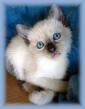 chaton